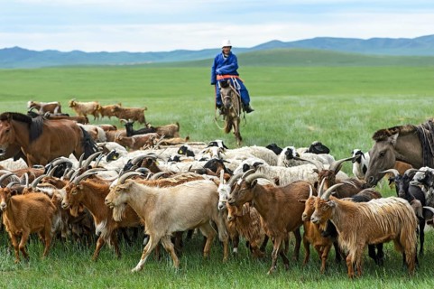 Mongolian nomad on horse