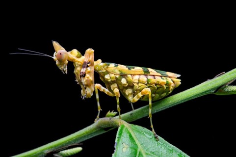 Praying mantis
