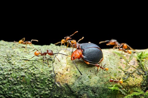 Ant