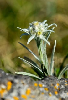 Edelweiss