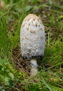 Shaggy ink cap