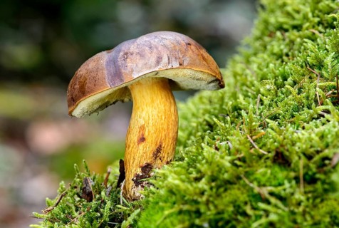 Bay bolete