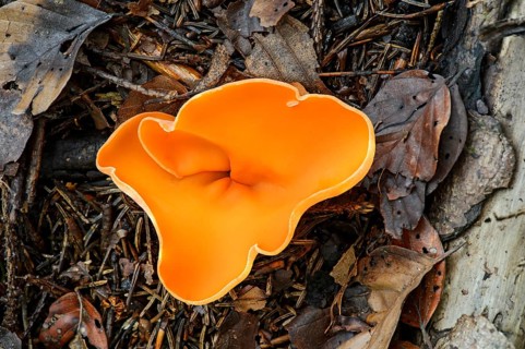 Orange peel fungus