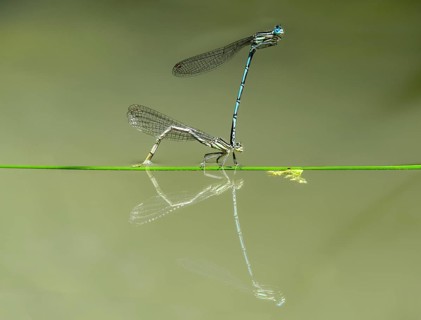 White-legged damselfly