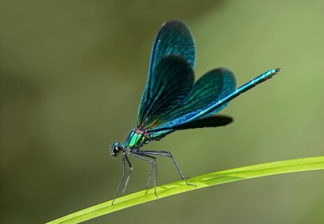 Beautiful Demoiselle