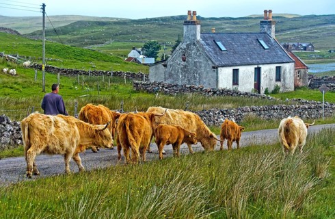 Highland Cattle
