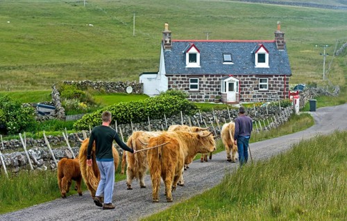 Highland Cattle