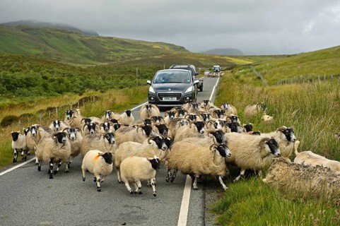 Herd of Scottish Blackface sheep blocking traffic on narrow country road