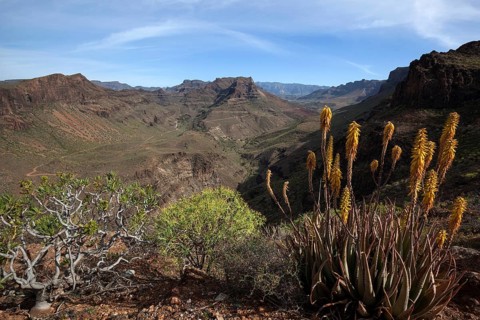 View from Mirador Degollada de Las Yeguas to Barranco de Fataga