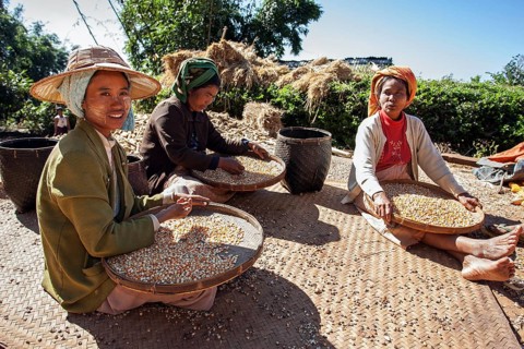 Local women from the tribe of the Pao sorting maize grains