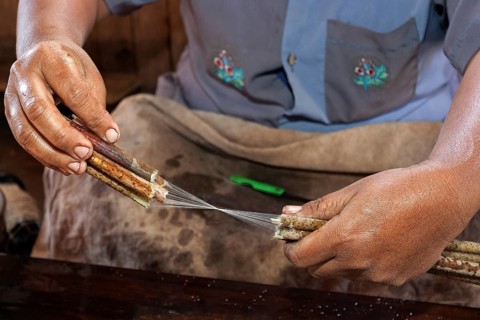 Production of threads from the stems of lotus plants