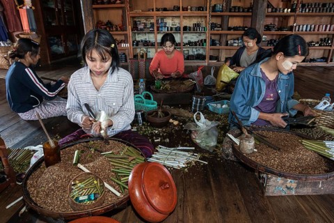 Local girls manufacturing cheroot cigars
