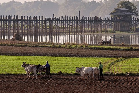 Local men plowing with oxen in the fields
