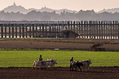 Local men plowing with oxen in the fields