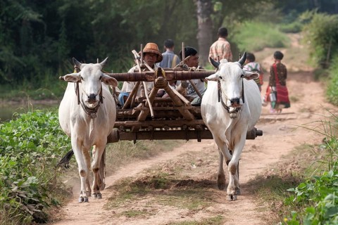 Oxen pulling a cart with local men in Inwa