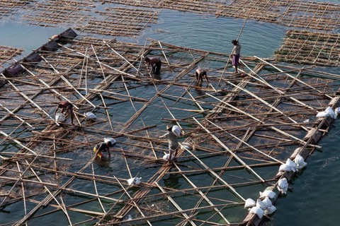 Native workers building a floating bamboo frame on the Irrawaddy or Ayeyarwaddy to create land