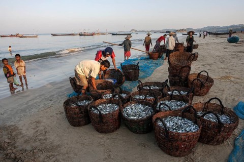 Native people standing around baskets of freshly caught fish on the beach of the fishing village Ngapali