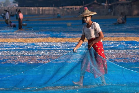 Local woman wearing a straw hat and Thanaka paste on her face laying down a blue net for drying freshly caught fish