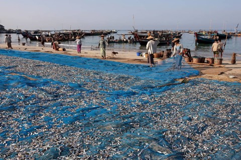 Fish spread out on blue nets to dry on the beach of the fishing village Ngapali
