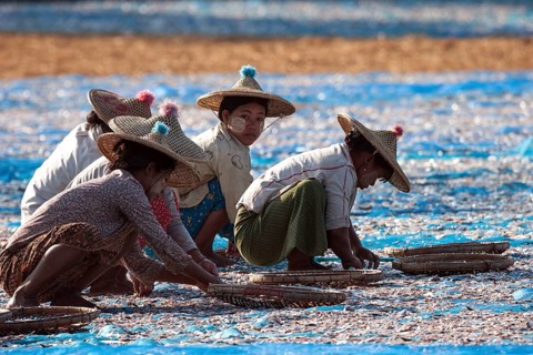 Local women wearing straw hats