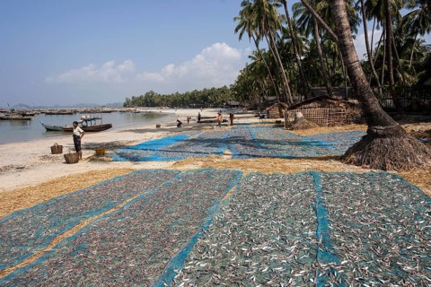 Fish spread out to dry on blue nets on the beach of the fishing village Ngapali