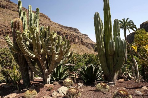 Various cacti
