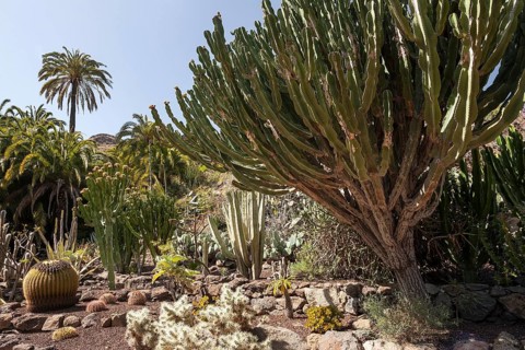 Various cacti