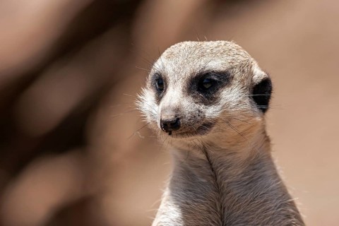 Meerkat