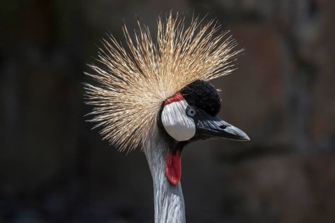 Black crowned crane