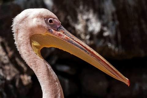 Pelican