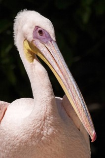 Pelican