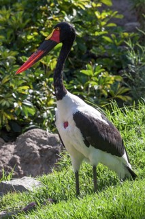 Saddle-billed stork