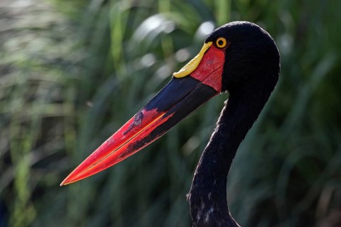 Saddle-billed stork