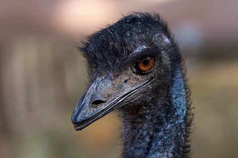 Emu