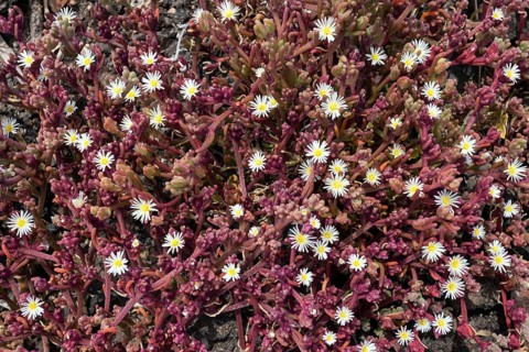 Slenderleaf iceplant
