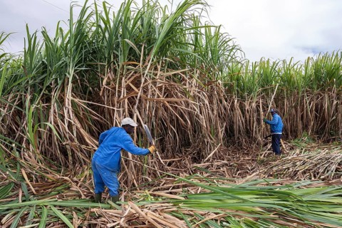 Sugar cane harvest