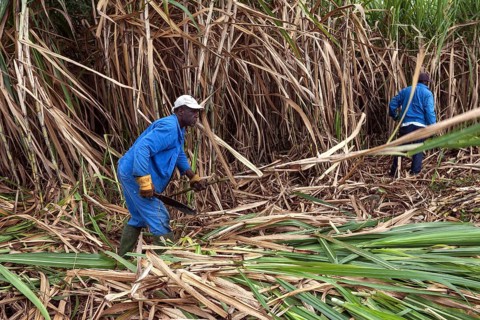Sugar cane harvest