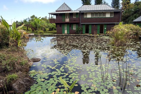 Water lily pond in the Conservatoire Botanique National de Mascarin