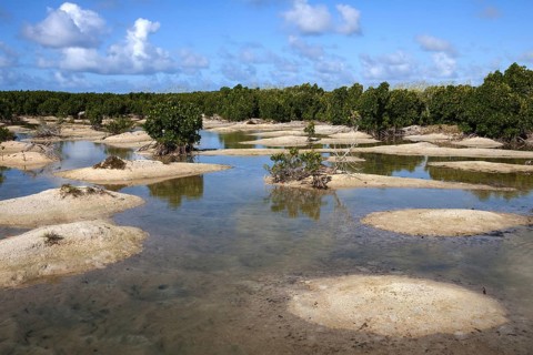 Landscape with mangroves