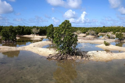 Landscape with mangroves