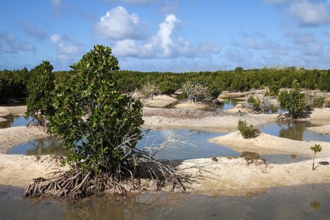 Landscape with mangroves