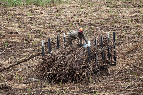 Local man stacking harvested sugar cane