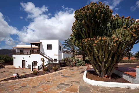 Candelabra tree