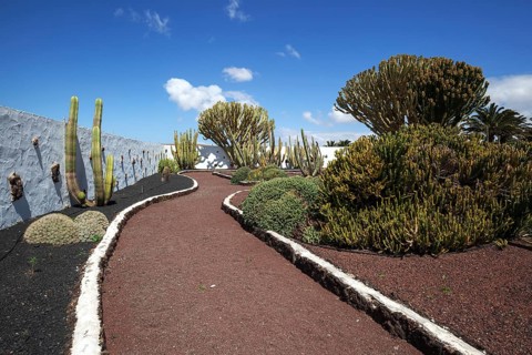 Cacti