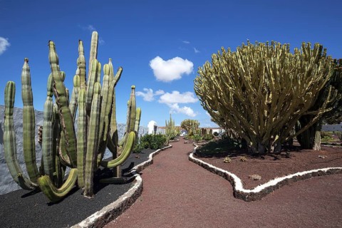 Cacti