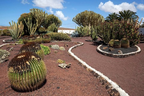Cacti