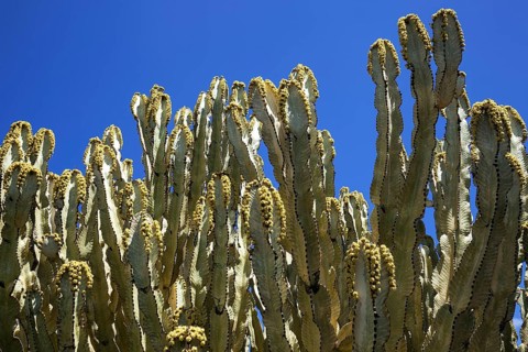 Candelabra trees