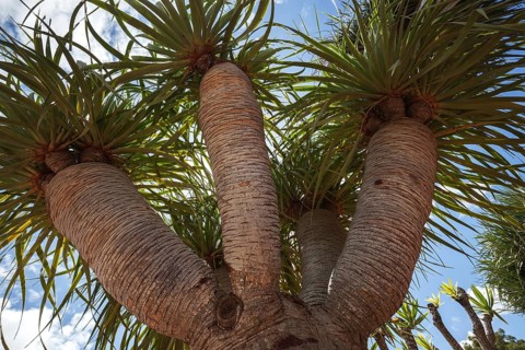 Dragon tree
