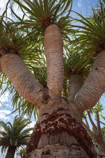 Dragon tree