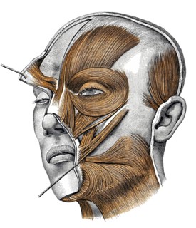 Facial expression muscles
